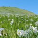 LA FIORITURA DELLE GIUNCHIGLIE SUL MONTE CROCE