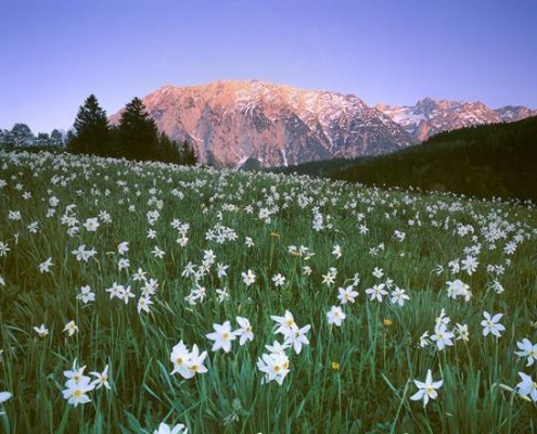 LA FIORITURA DELLE GIUNCHIGLIE SUL MONTE CROCE